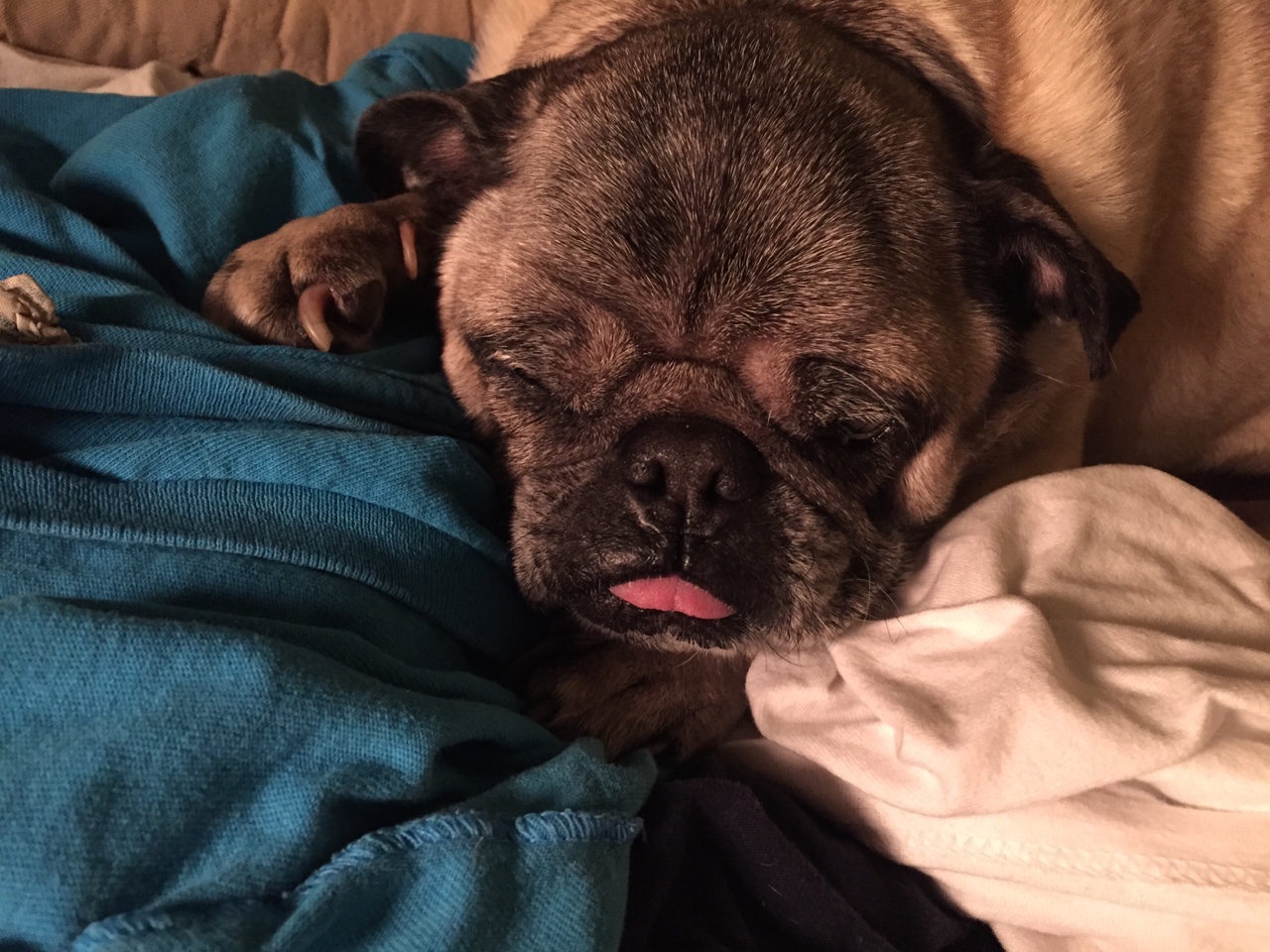 Sleeping dog with tongue sticking out just a little bit..