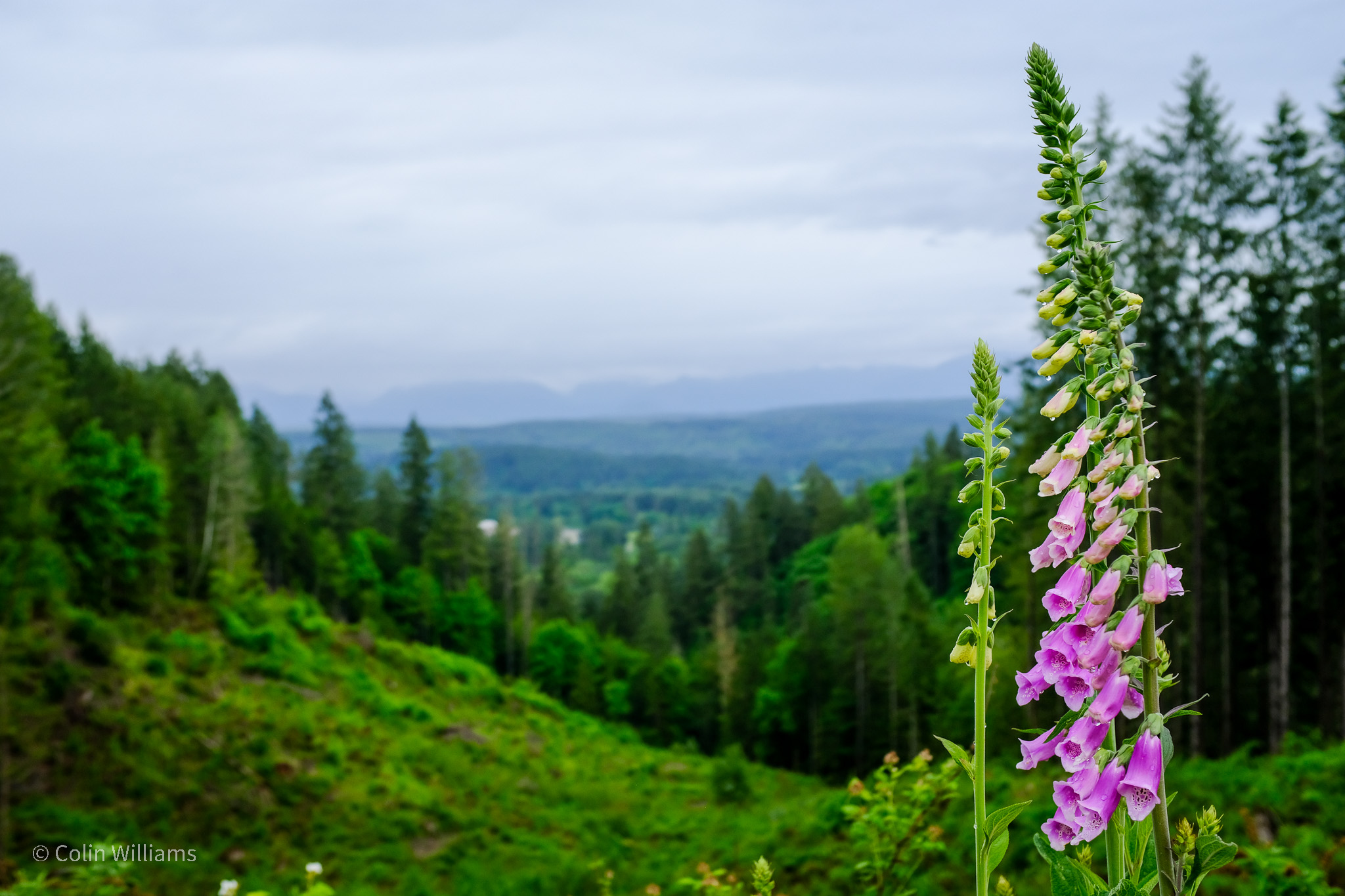 Green mountains in the background with a bright pink flower in the foreground.